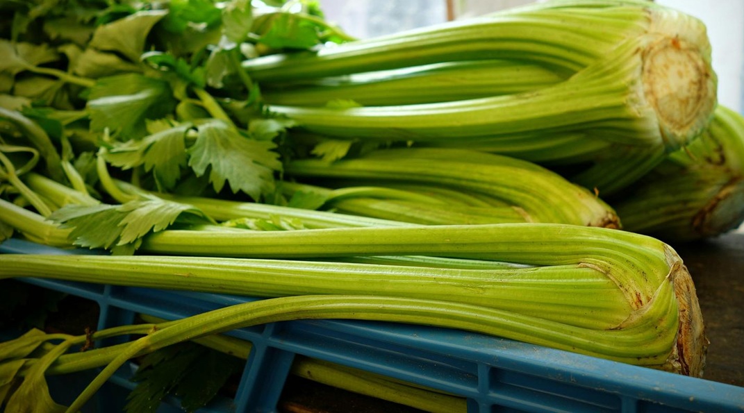Celery